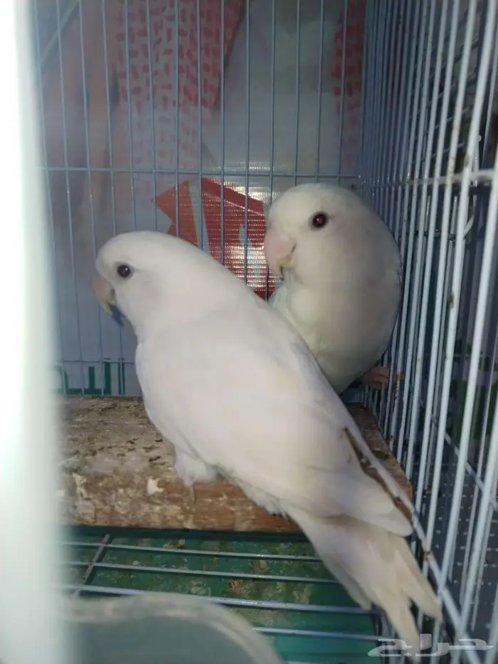 طيور روز البينو ذكر للبيع 1