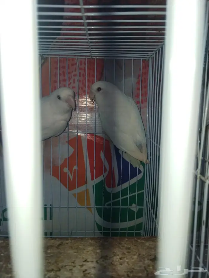 طيور روز البينو ذكر للبيع 0