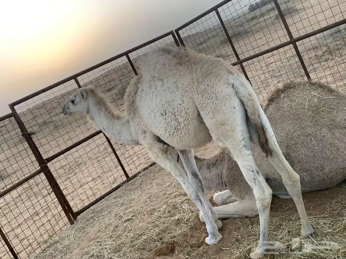 بكرا وضحى 3