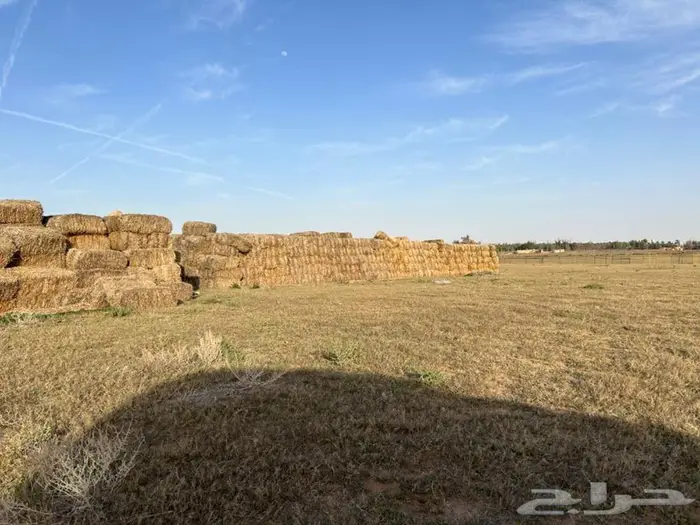 للبيع تبن 1