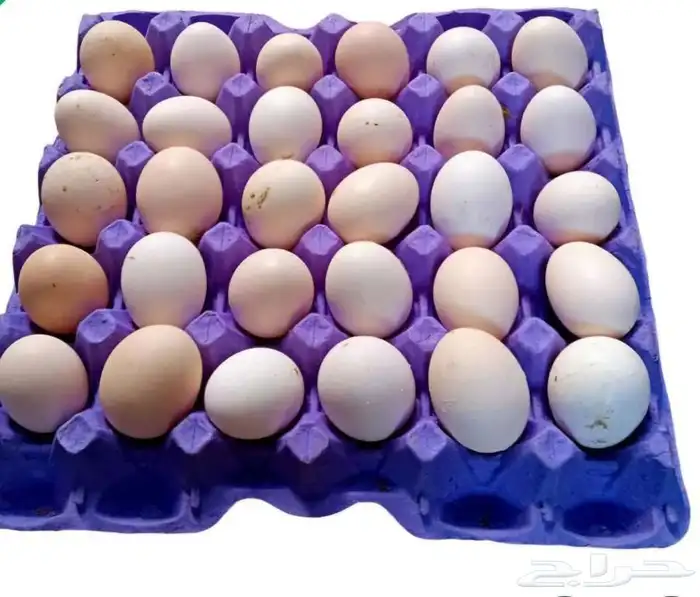 بيض بلدي طازج من مزارعنا خاص للاكل دجاج يسرح 4