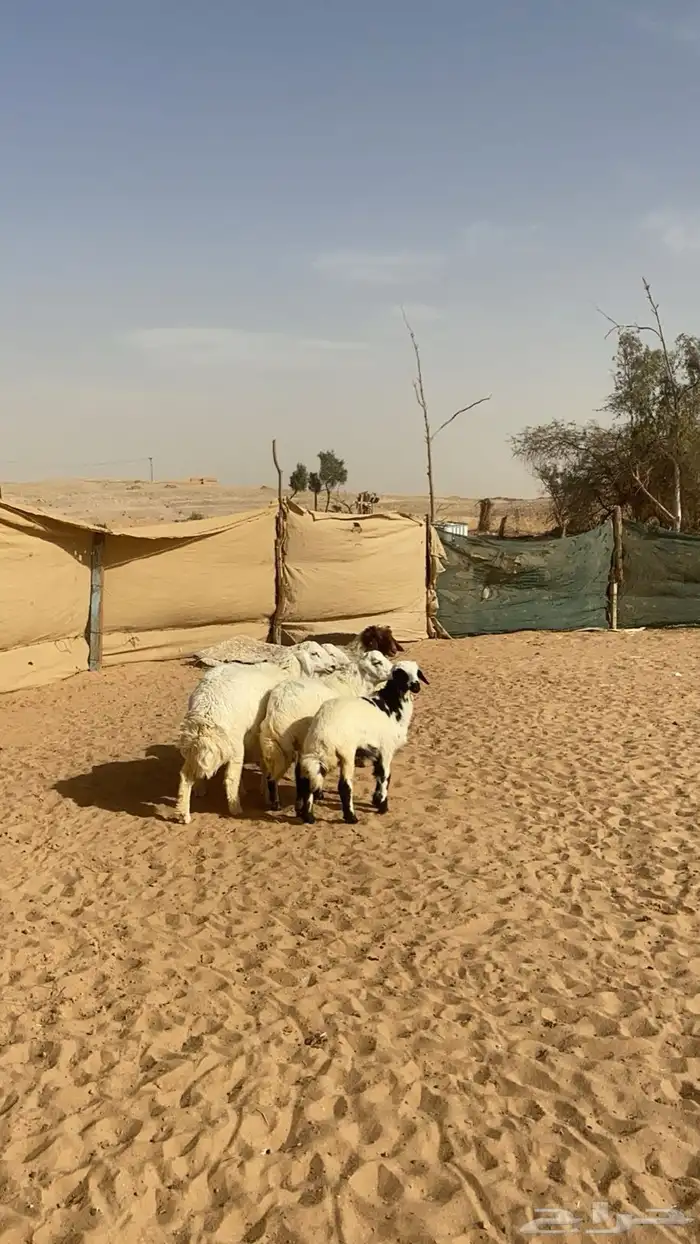 طليان ورخال كفو 5