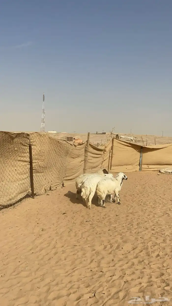 طليان ورخال كفو 4