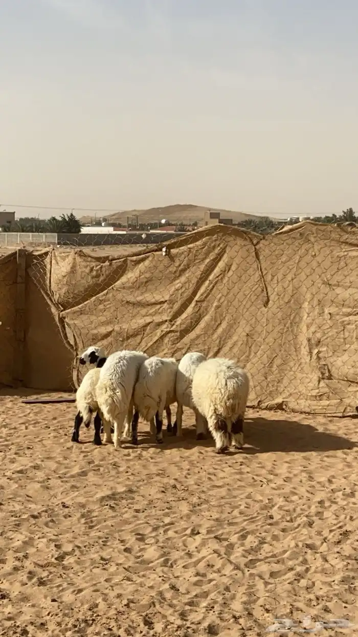 طليان ورخال كفو 3