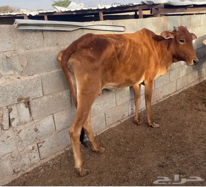 للبيع بقره بلدي 0