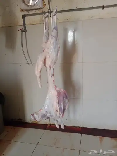 ملحمة مرابي الطايف بالكيلو والكامل والربع 3