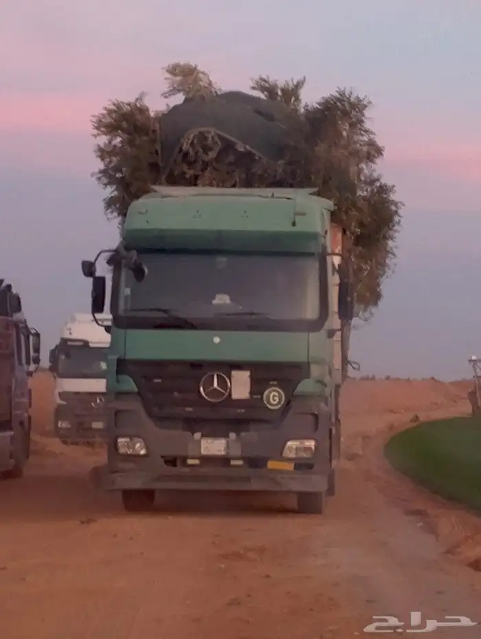 اشجار زيتون 8