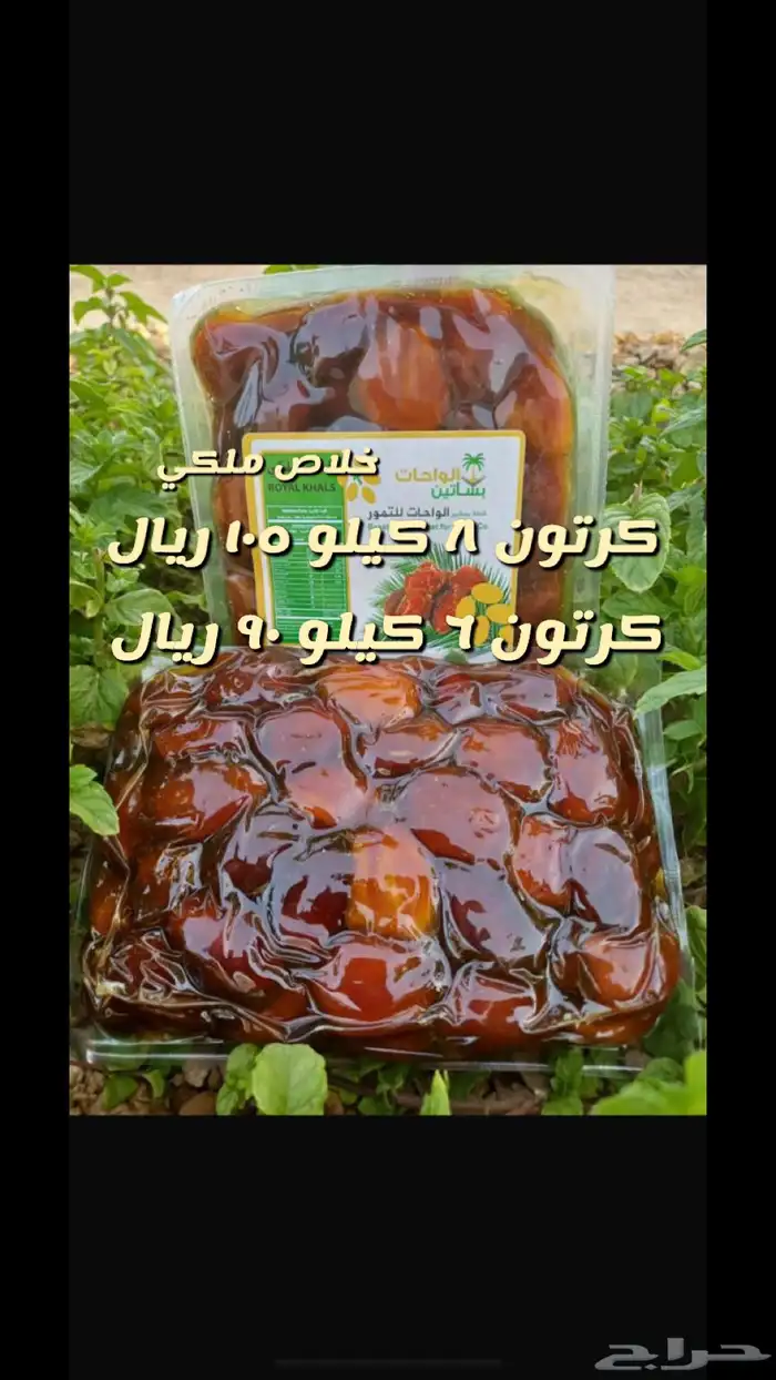 تمور القصيم في الشرقية بالظهران 1