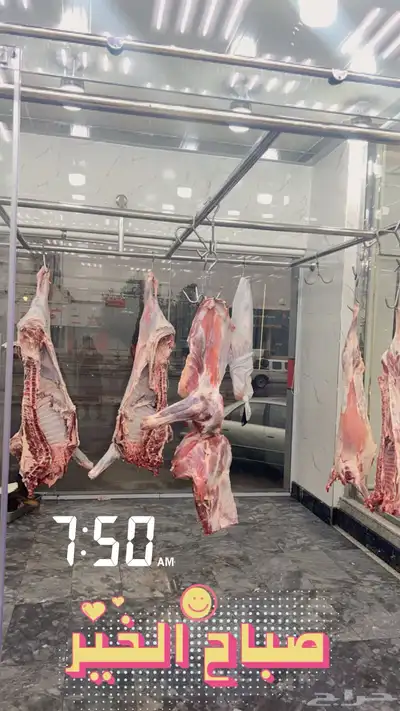 ملحمة اصالة العجول للعجول الجنوبيه اللبانيه في تبوك 7