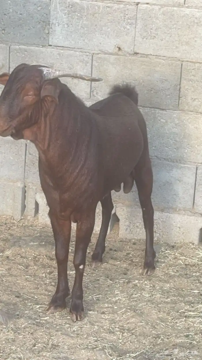 مشروع فحل ادهم ضغط عالي( تم البيع ) 1