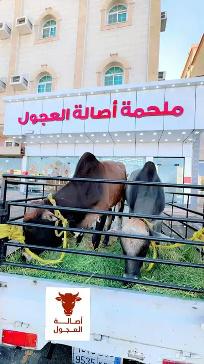 ملحمة اصالة العجول للعجول الجنوبيه اللبانيه في تبوك 15