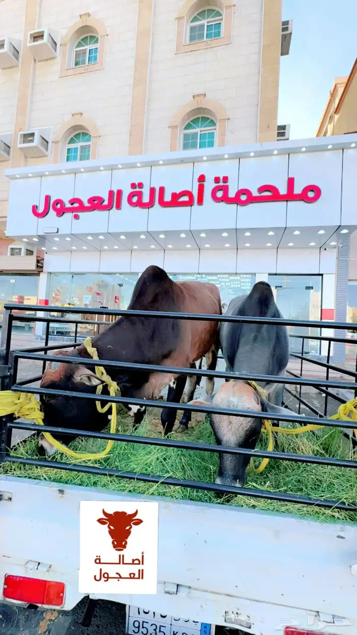 ملحمة اصالة العجول للعجول الجنوبيه اللبانيه في تبوك 15