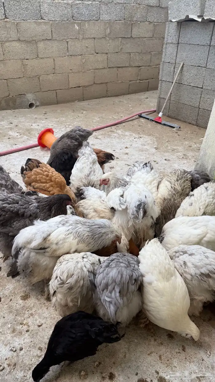 دجاج براهما جمله 7