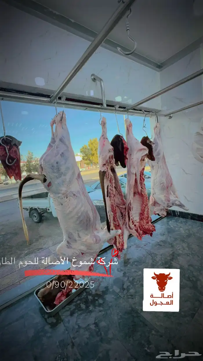 ملحمة اصالة العجول للعجول الجنوبيه اللبانيه في تبوك 23
