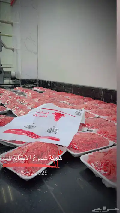 ملحمة اصالة العجول للعجول الجنوبيه اللبانيه في تبوك 13