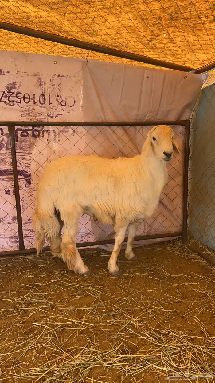 خرفان جبره كفوء 0