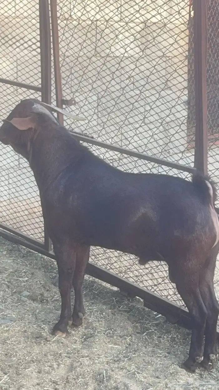 مشروع فحل ادهم ضغط عالي( تم البيع ) 0