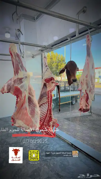 ملحمة اصالة العجول للعجول الجنوبيه اللبانيه في تبوك 16