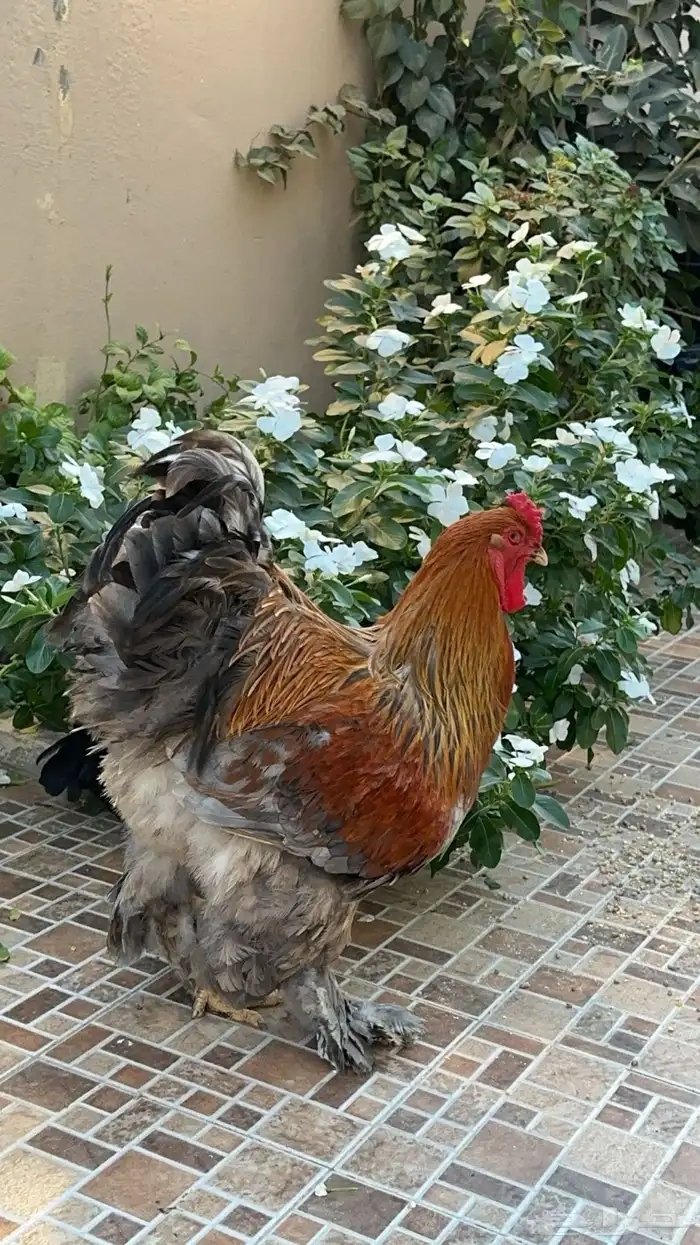 طقم براهما 0