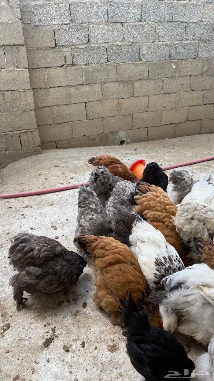 دجاج براهما جمله 8