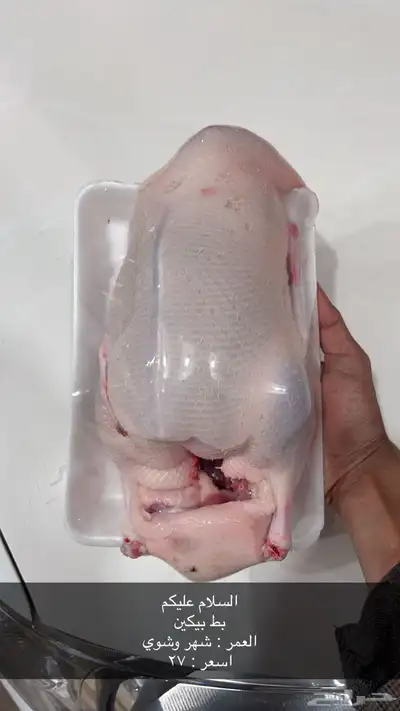 للبيع بط بيكيني 0