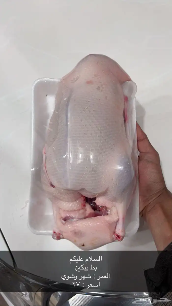 للبيع بط بيكيني 0