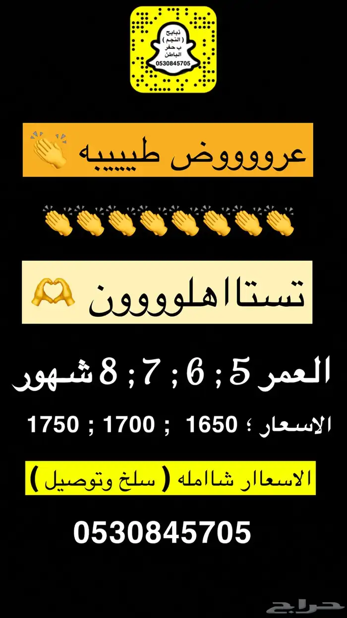 ذبايح النجم بحفر الباطن 11