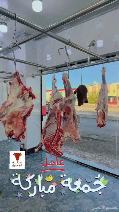 ملحمة اصالة العجول للعجول الجنوبيه اللبانيه في تبوك 18