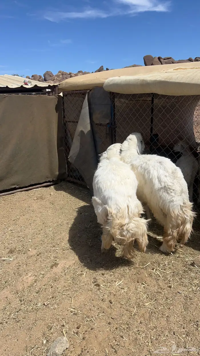 خرفان جبره كفوء 2