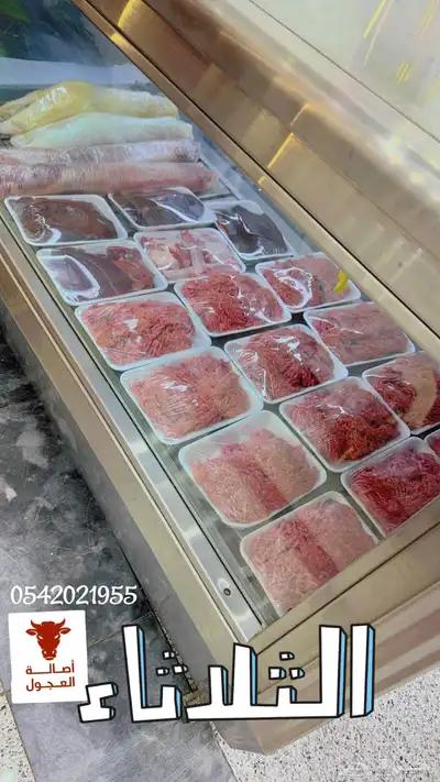 ملحمة اصالة العجول للعجول الجنوبيه اللبانيه في تبوك 12