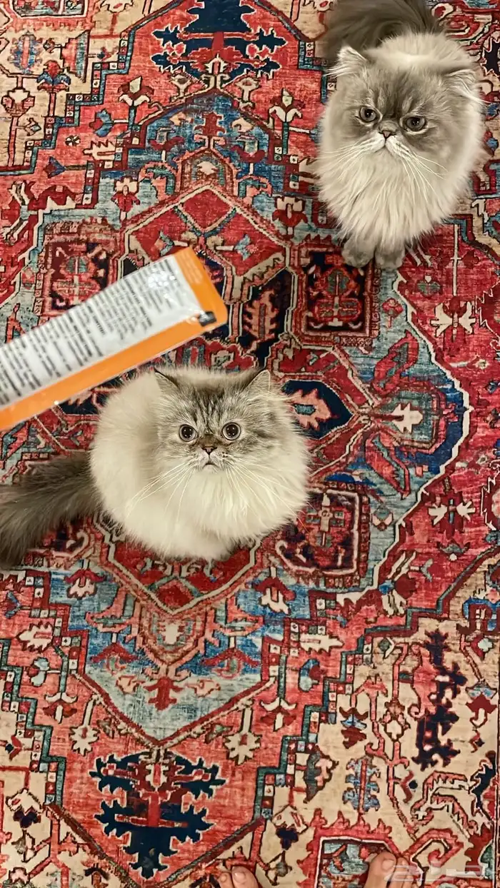 قطط للبيع ذكر وانثى 0