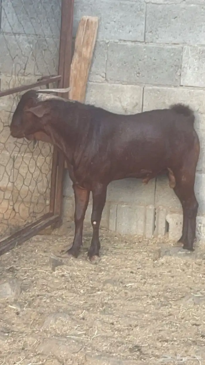 مشروع فحل ادهم ضغط عالي( تم البيع ) 2