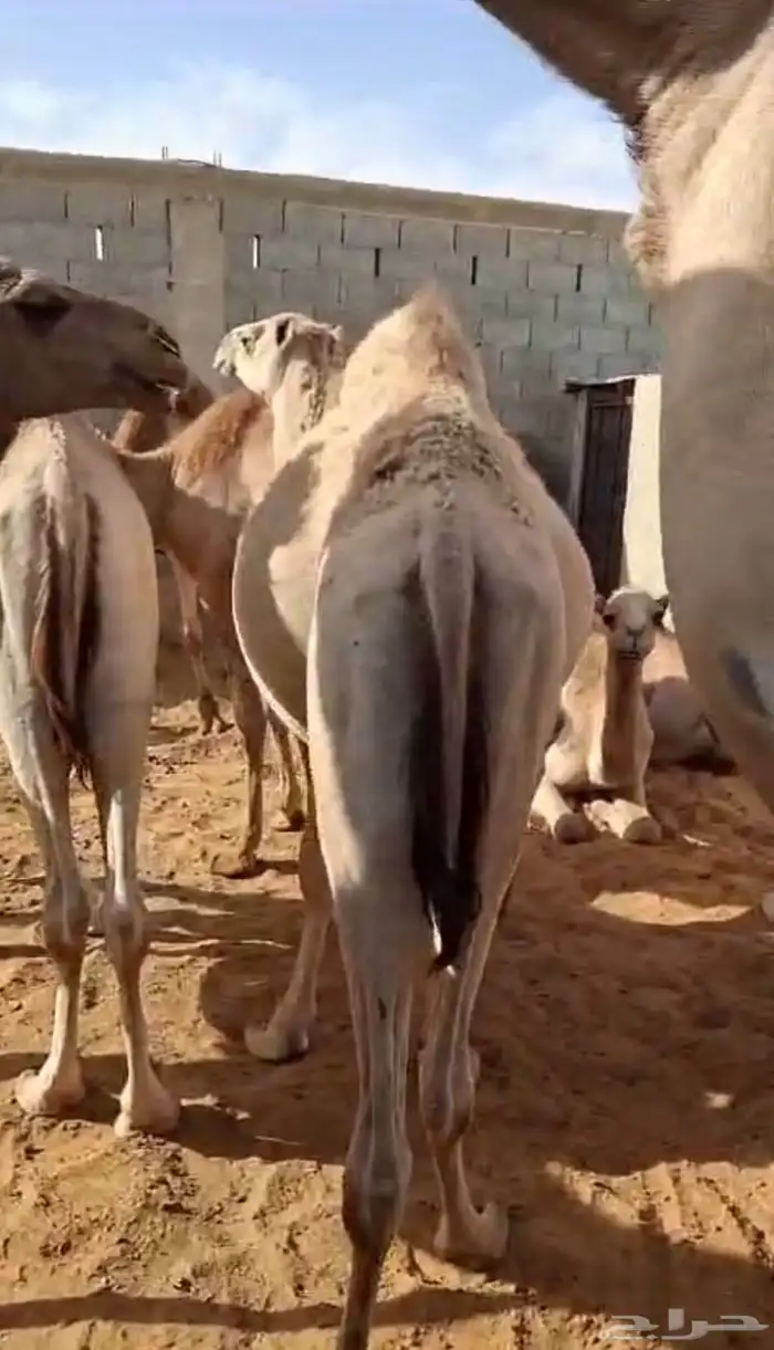 حشو قعدان للبيع عددها 42 15