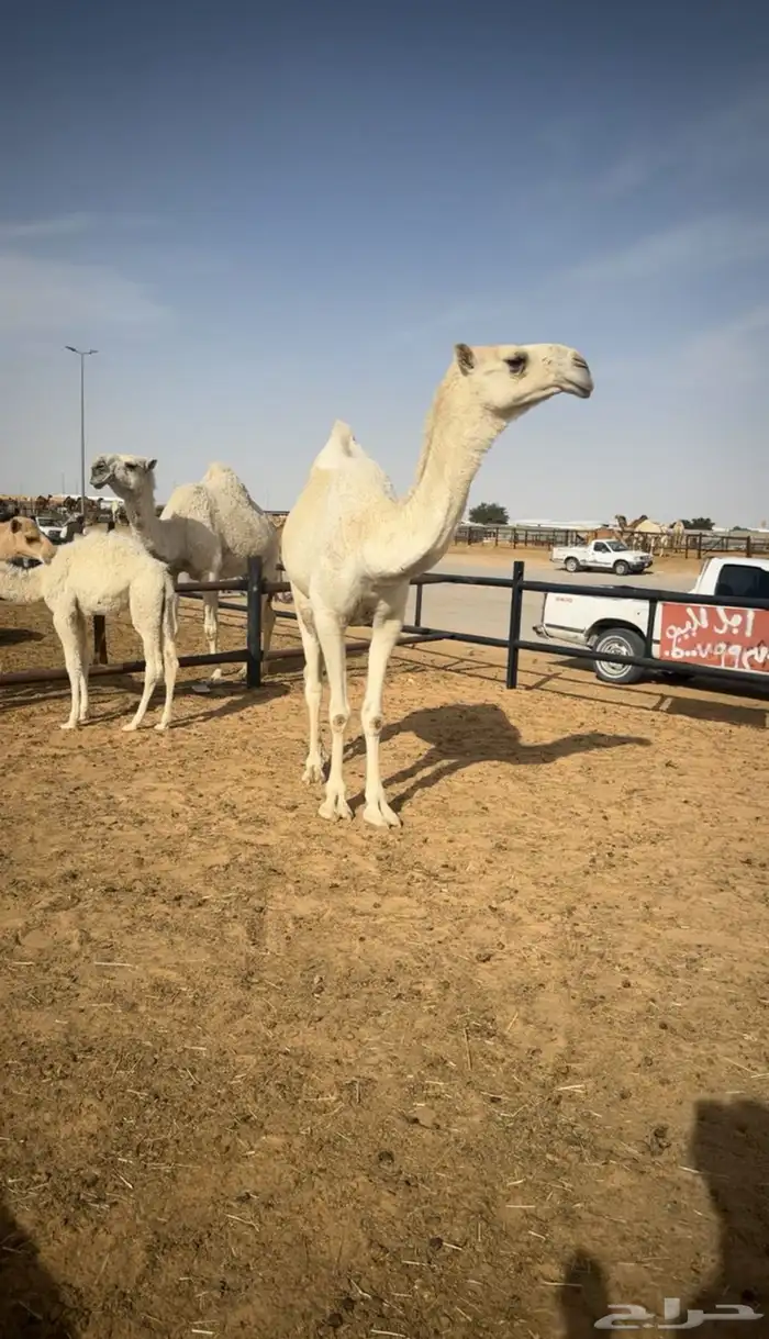 تم البيع 0