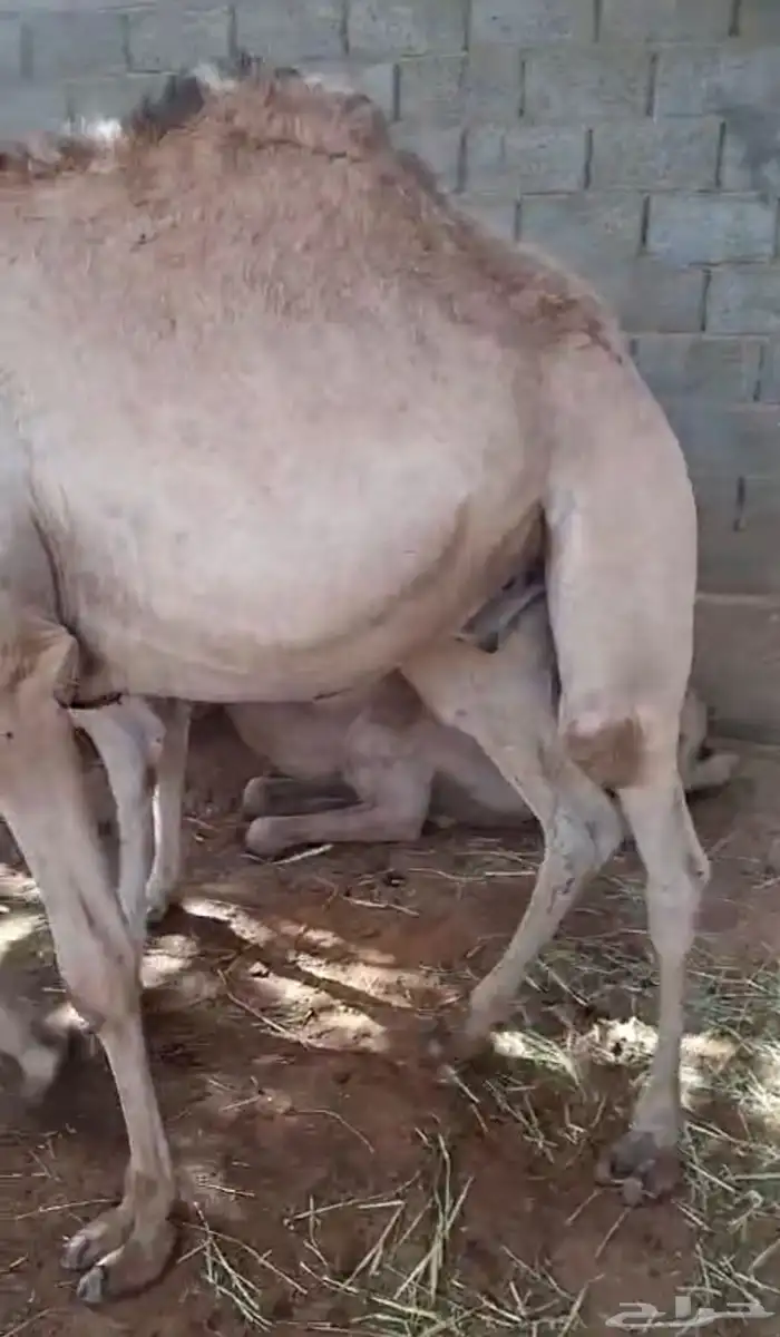 حشو قعدان للبيع عددها 42 4