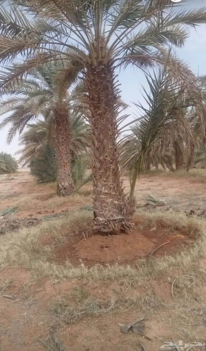 نخل 0