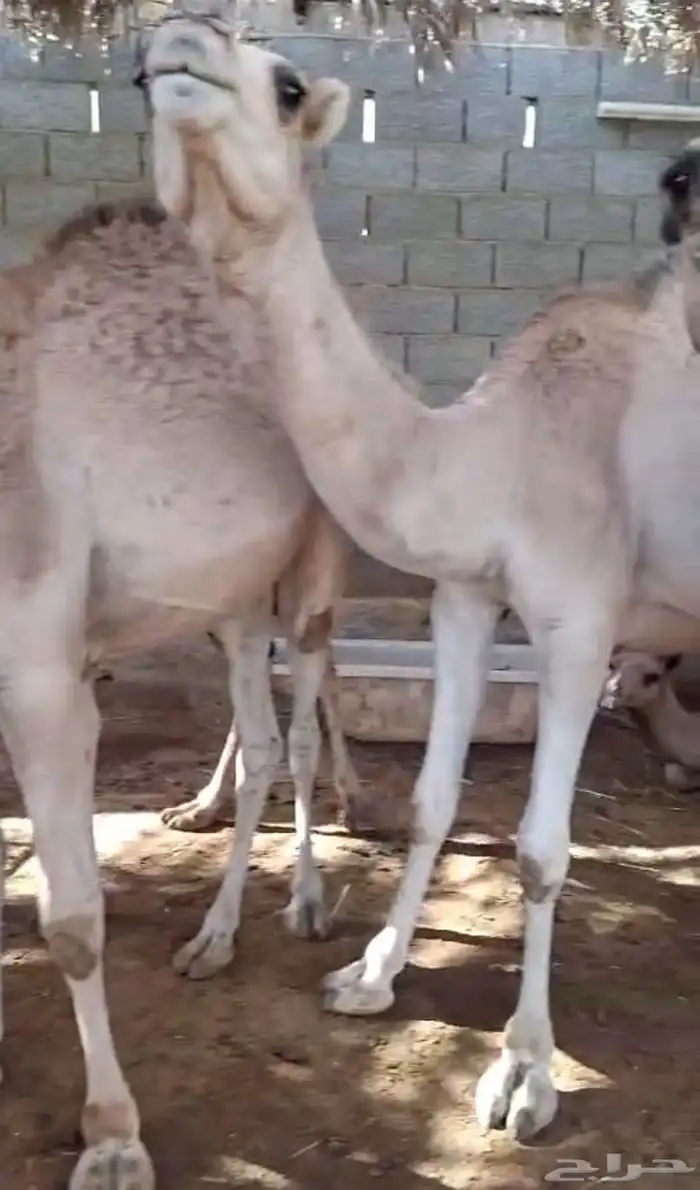 حشو قعدان للبيع عددها 42 1