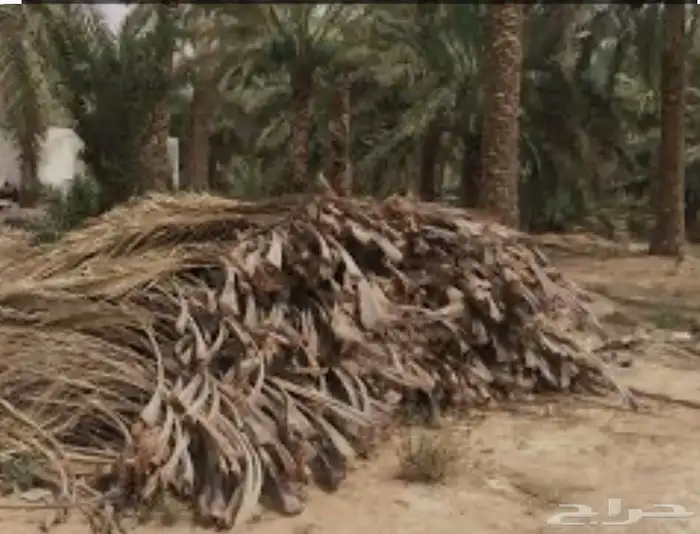 جريد نخل للبيع. عسيف 0