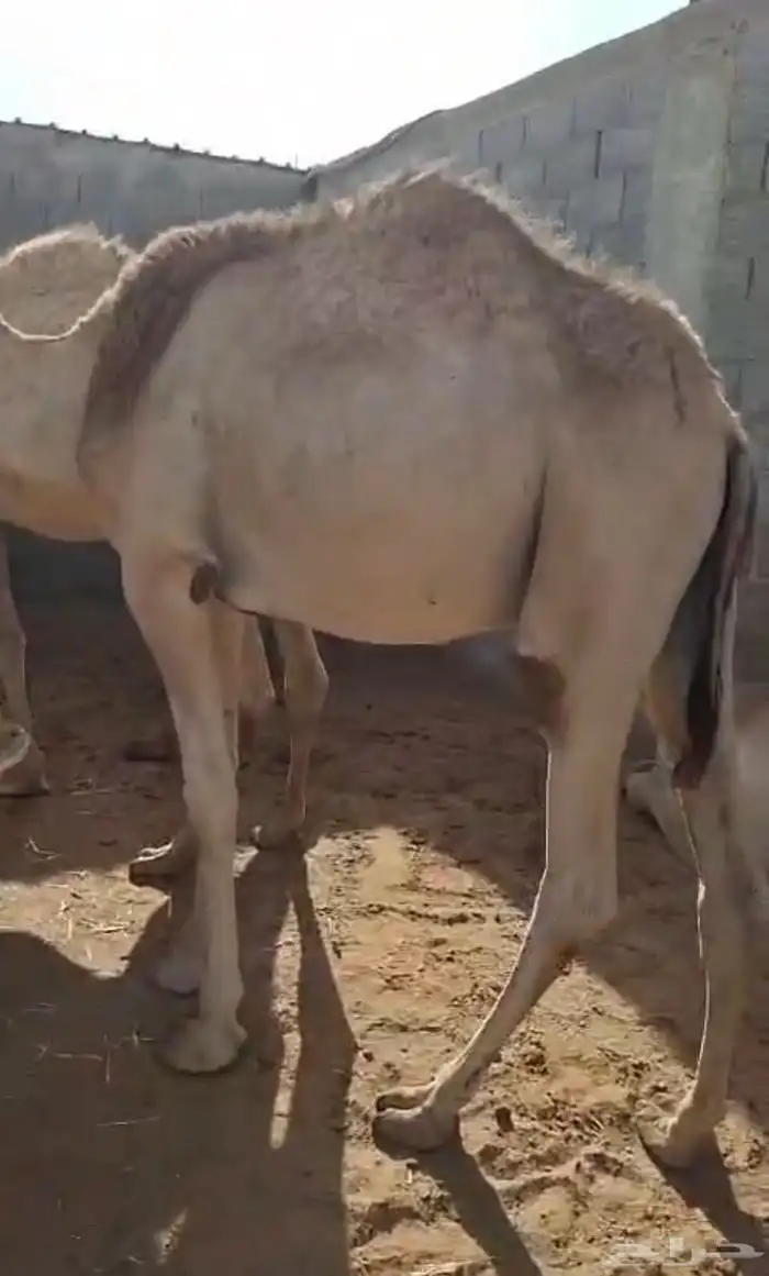 حشو قعدان للبيع عددها 42 7