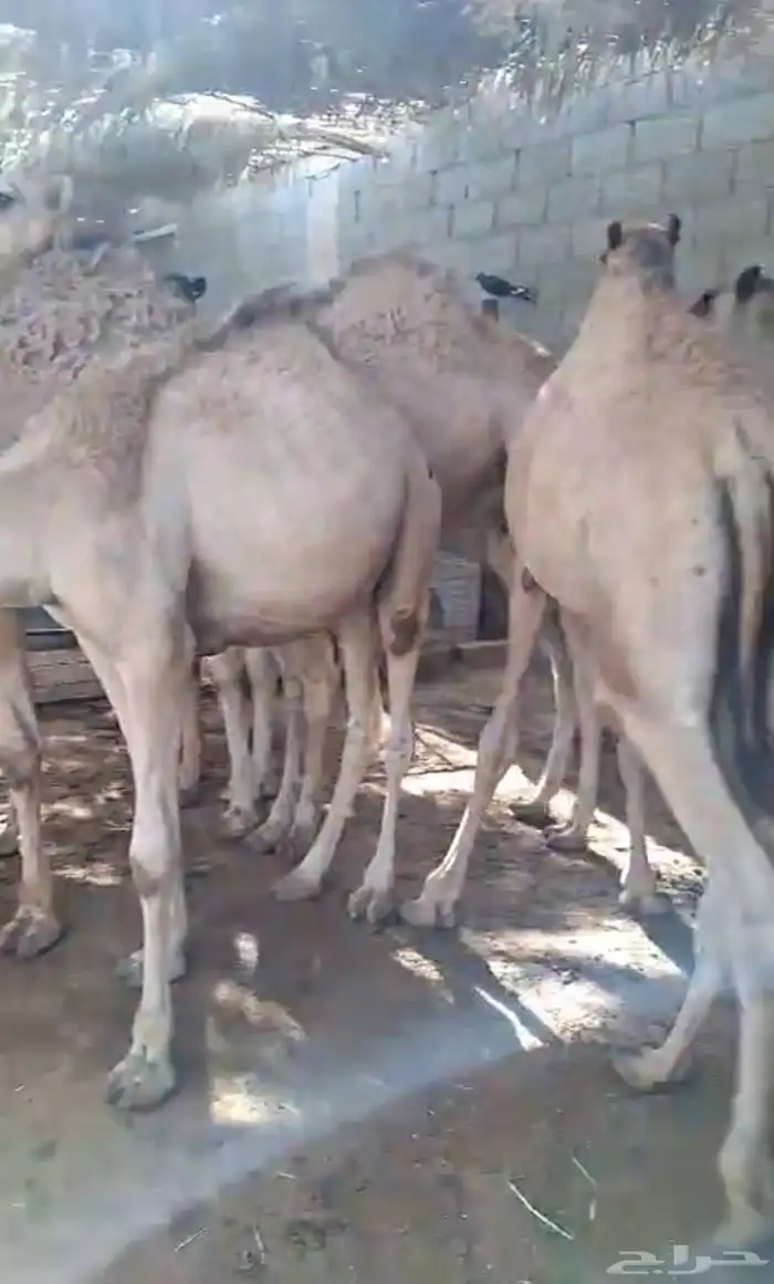 حشو قعدان للبيع عددها 42 3
