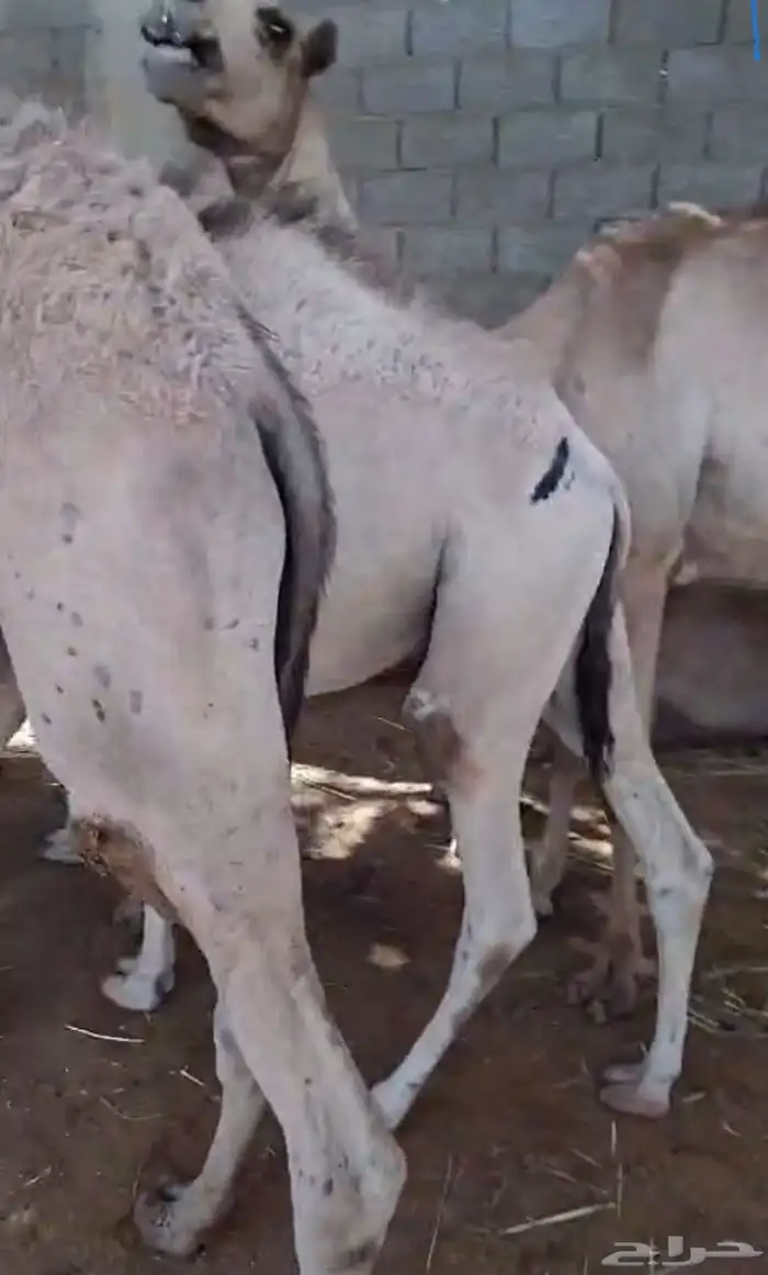 حشو قعدان للبيع عددها 42 5