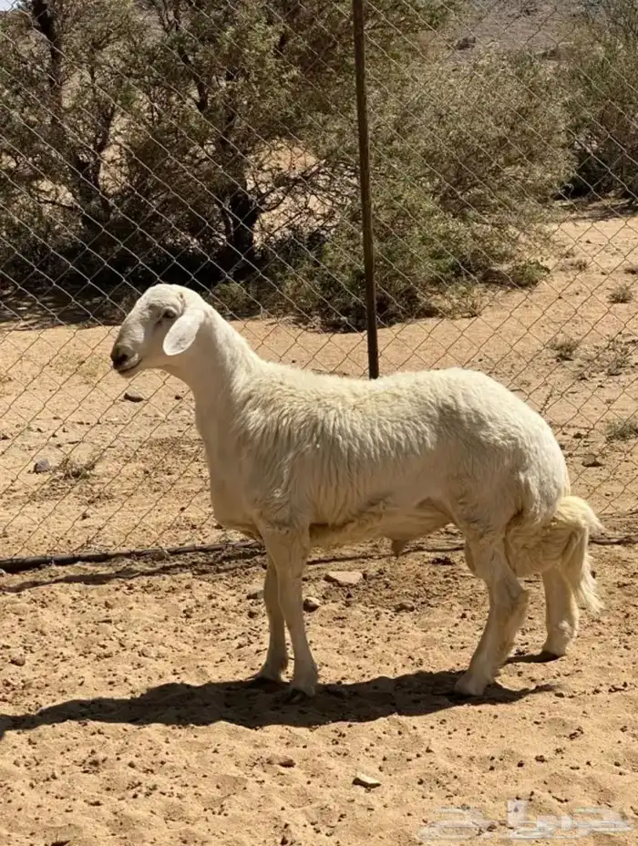 ذبايح 6