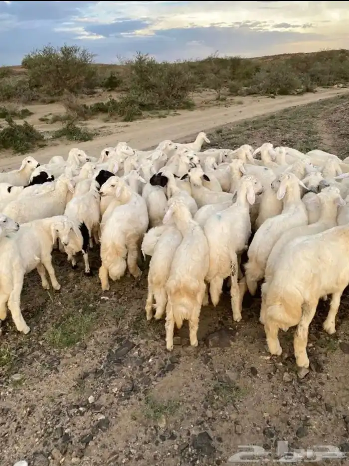 ذبايح 2