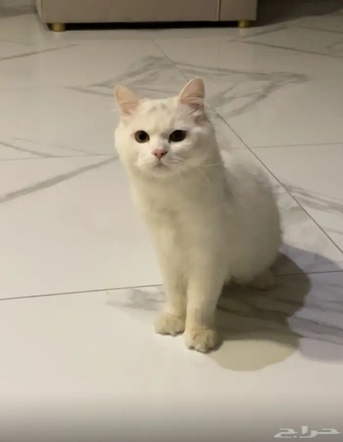 قط شيرازي ذكر وملحقاته 0
