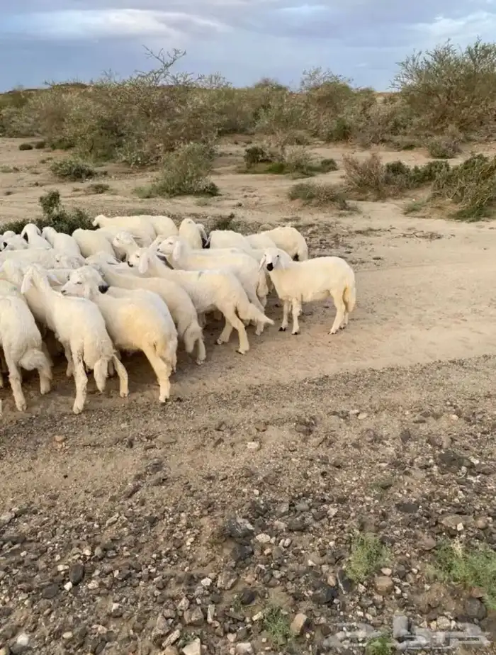 ذبايح 1