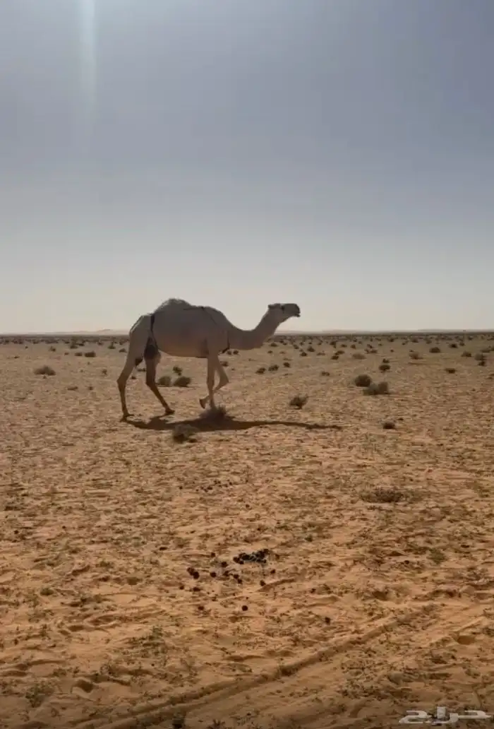 خلفه وضحى كفووو تحتها قعود شرط سليمه من كل عذروب 0