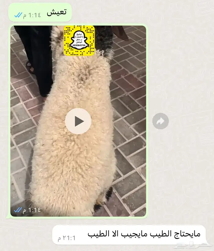 ذبايح النجم بحفر الباطن 49