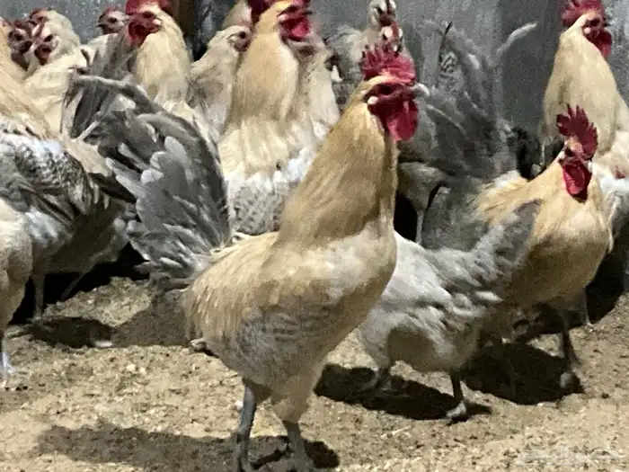دجاج بياض اكثر من 7 أنواع فاخرة 10