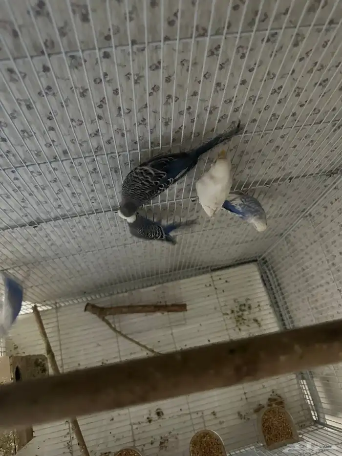 بادجي طيور الحب 2