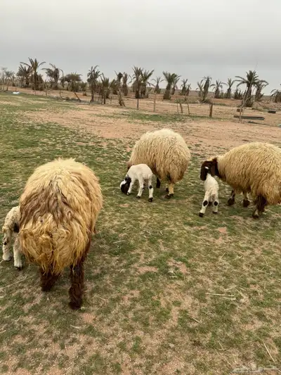 جذعات مواليد 3
